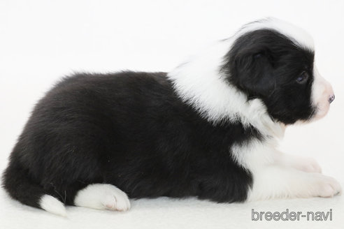 成約済の神奈川県のボーダーコリー-373740の5枚目